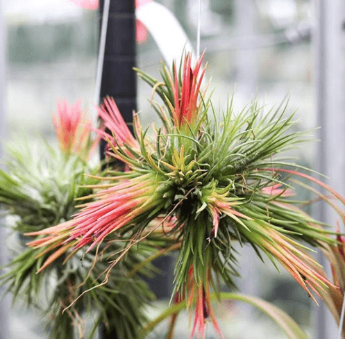 Tillandsia Ionantha Rubra Air Plant Clump