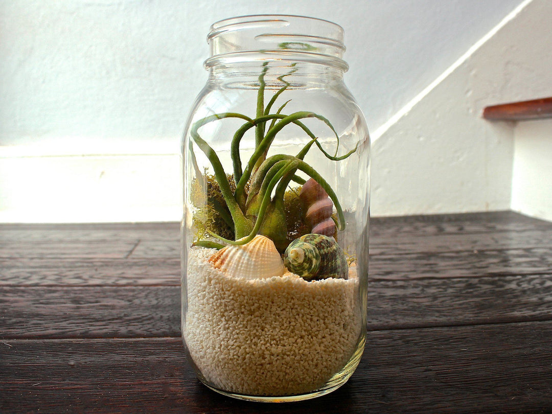 Tillandsia Air Plant Terrarium made out of a Mason Jar