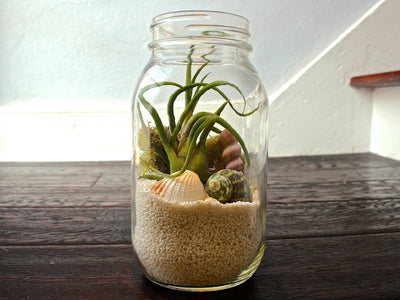One Man’s Trash is Another Man’s Terrarium