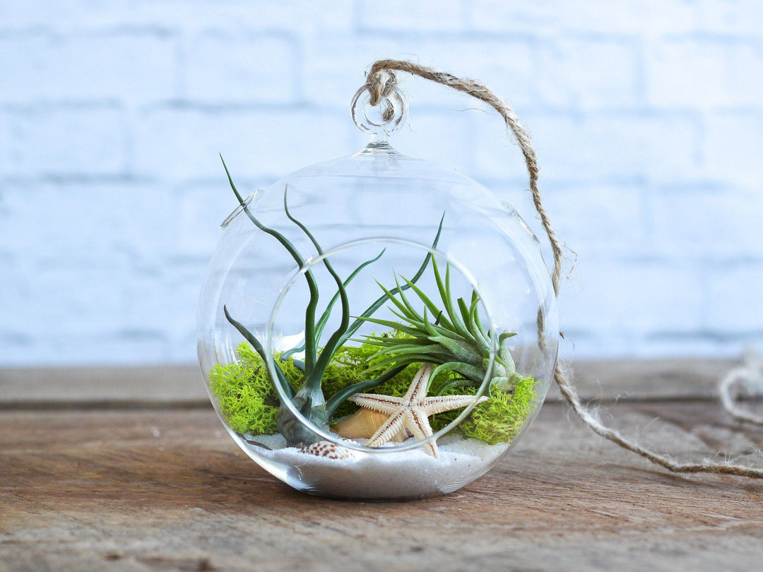 Flat Bottom Glass Globe Terrarium with Tillandsia Air Plants and Sand Kit