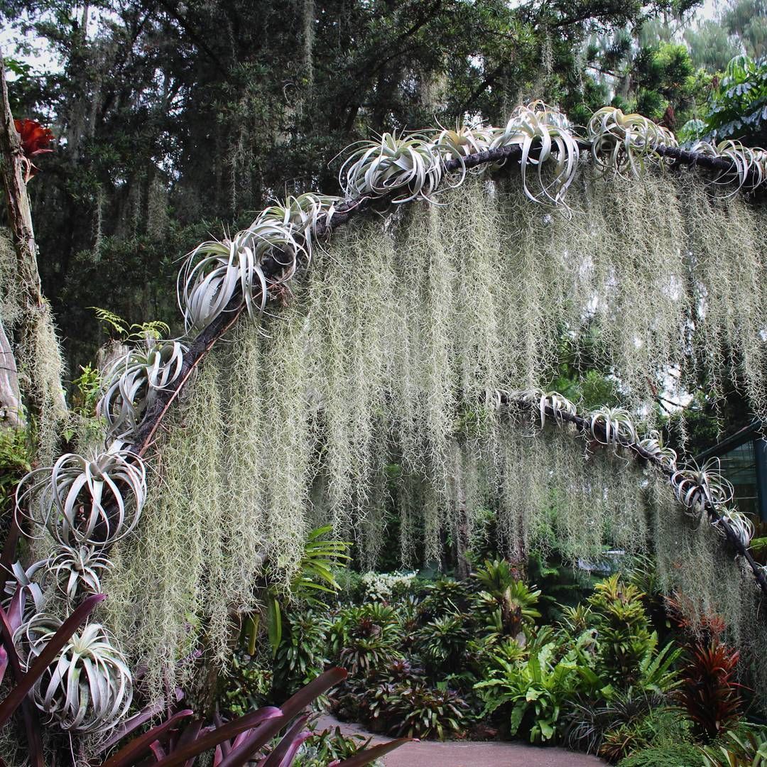 A Beautiful Outdoor Arch Display of Tillandsia Xerographica Air Plants and Spanish Moss 