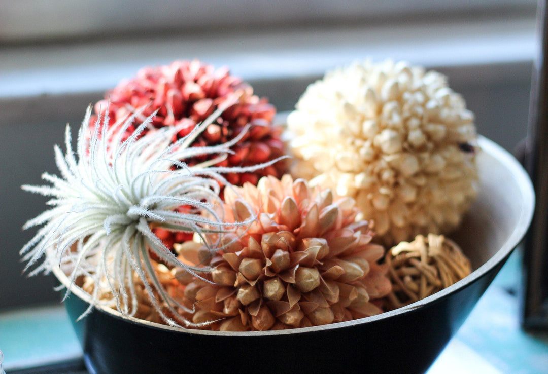 Tillandsia Tectorum Ecuador with Pine Cones in a Bowl
