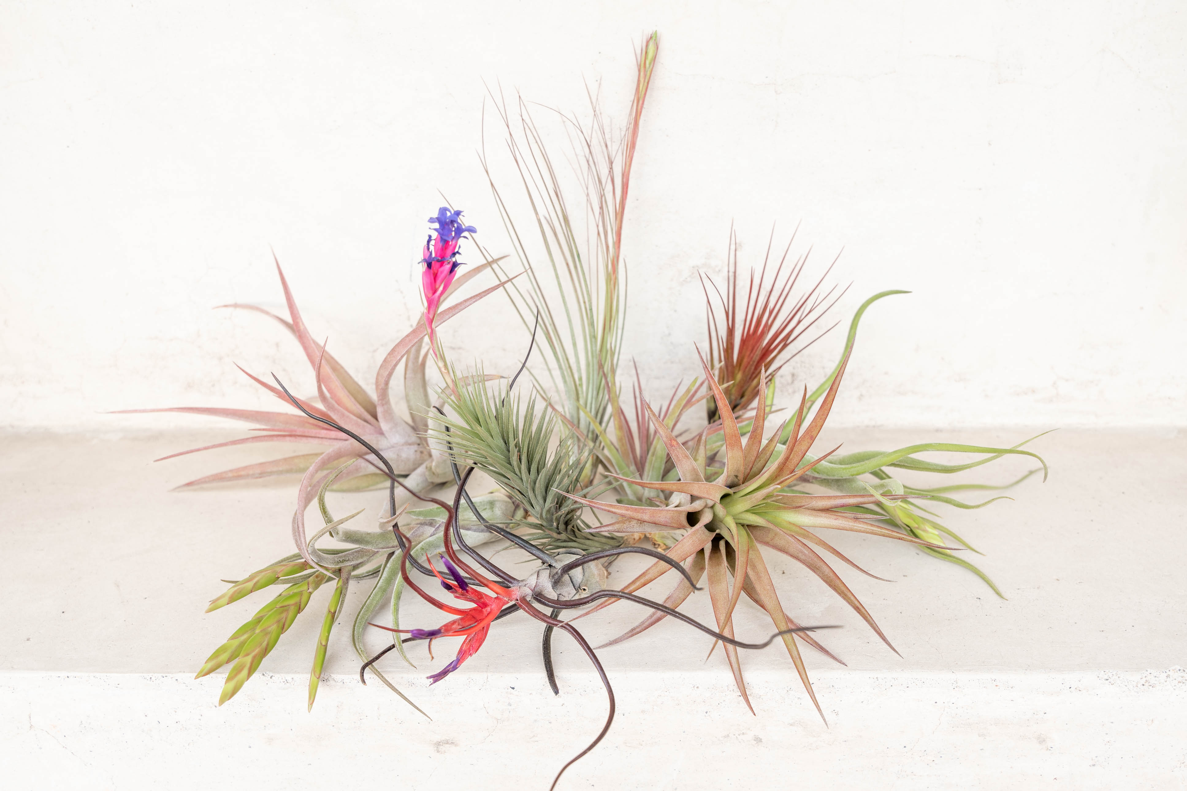 Tillandsia_Air_Plant_Assortmen