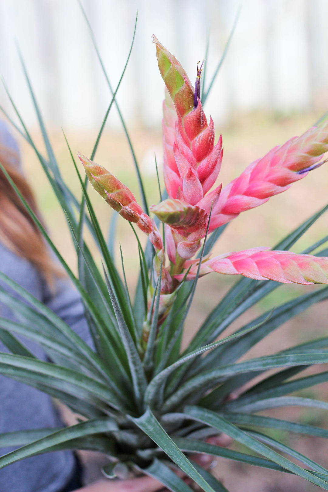 Close up on the bloom of a tillandsia fasciculata tropiflora air plant