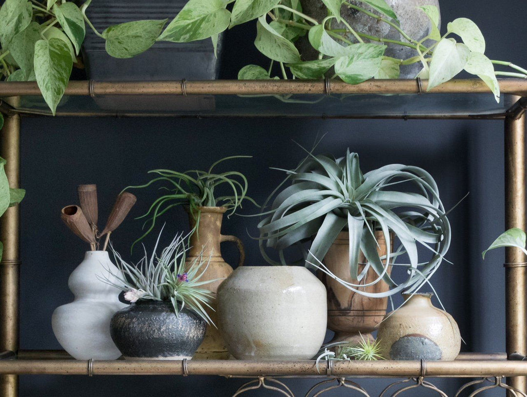 Tillandsia Air Plants Displayed on a Book Shelf with Pottery