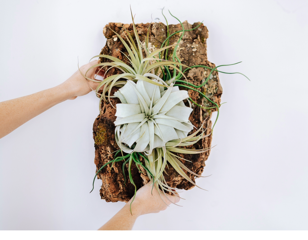 cork bark display tillandsia air plant
