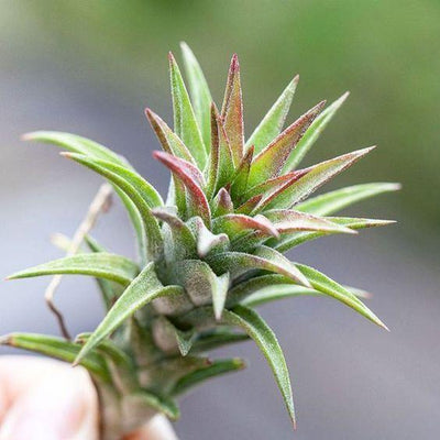 Tillandsia Spotlight: Ionantha Vanhyningii