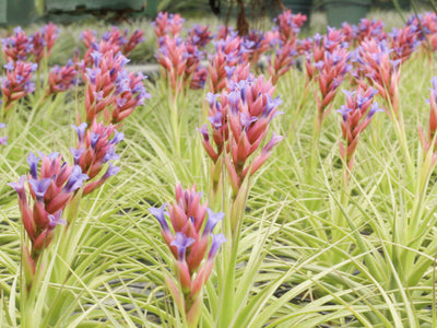 Air Plant Fertilization: Tips for Fertilizing Tillandsia