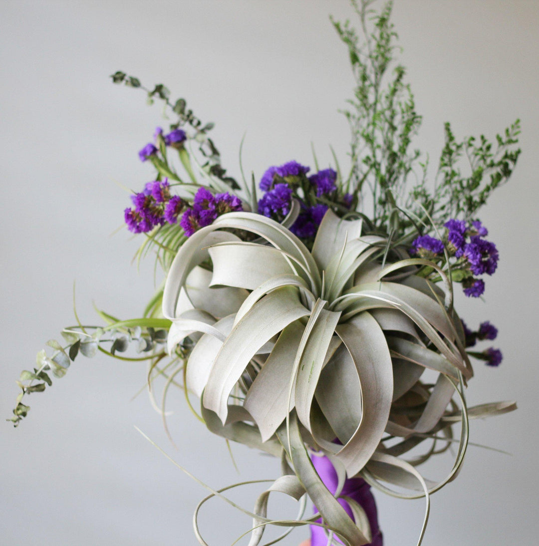 Tillandsia Xerographica Air Plant with other Flowers for a Bridal Bouquet 