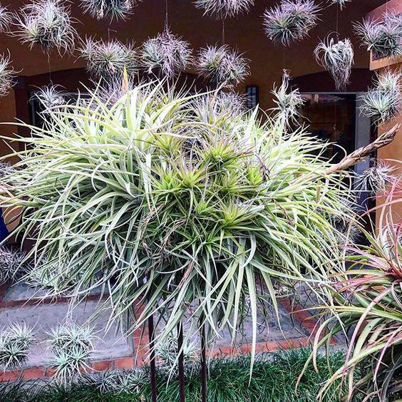 Giant Tillandsia Air Plant Clump