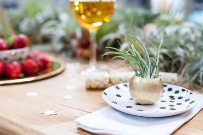 Galentine's Day: A Stylish Dessert Party with Air Plants