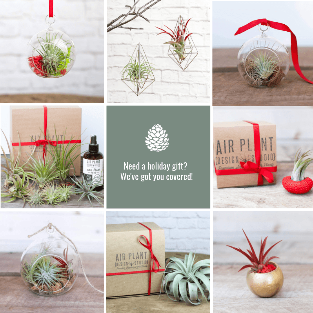 Tillandsia Air Plant Holiday Gift Ideas