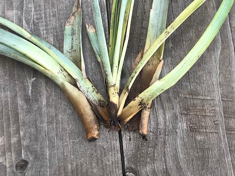 A Tillandsia Air Plant that has Succumb to Rot