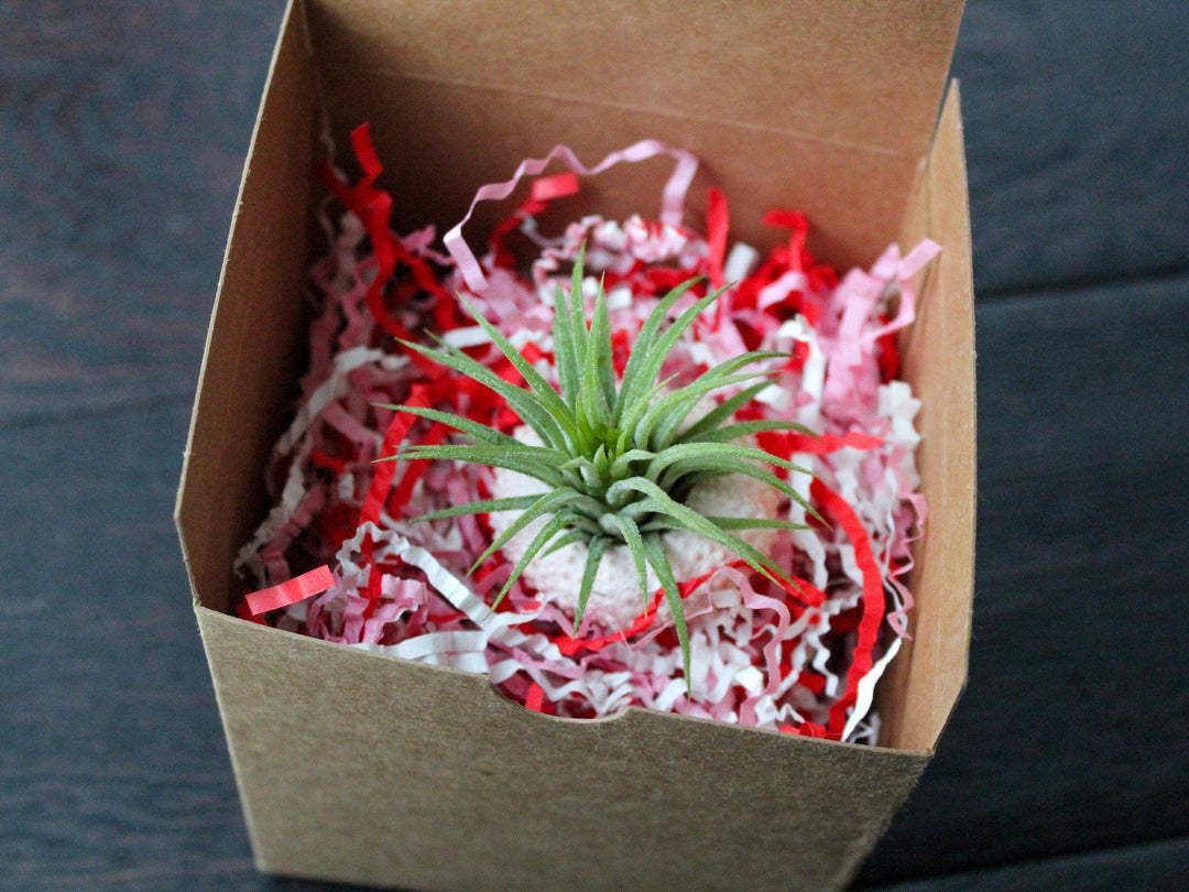 Pink Urchin with Tillandsia Ionantha Air Plant in a Gift Box with Pink and Red Confetti Paper