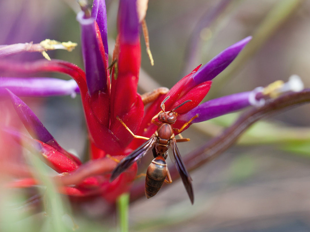 Tillandsia Air Plant Bloom with a Bee 