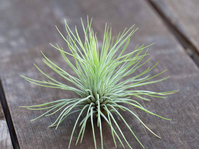 Tillandsia Spotlight: Andreana