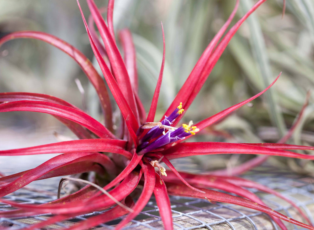 Tillandsia Abdita Brachycaulos Air Plant in Blush and Bloom