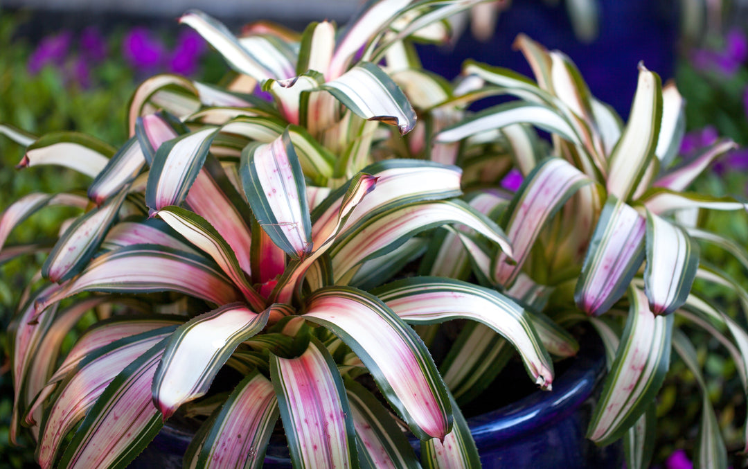 Neoregelia Carolinae