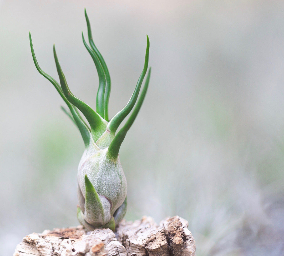 Tillandsia Bulbosa Guatemala Air Plant