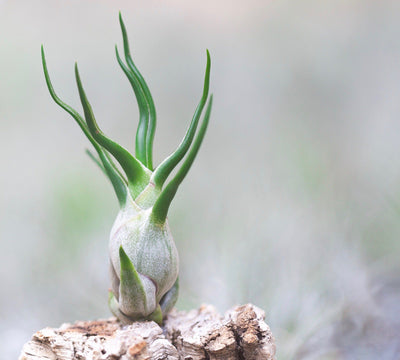 Top 10 Air Plant Care Tips