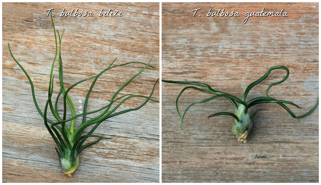 Tillandsia Bulbosa Belize and Bulbosa Guatemala Air Plants