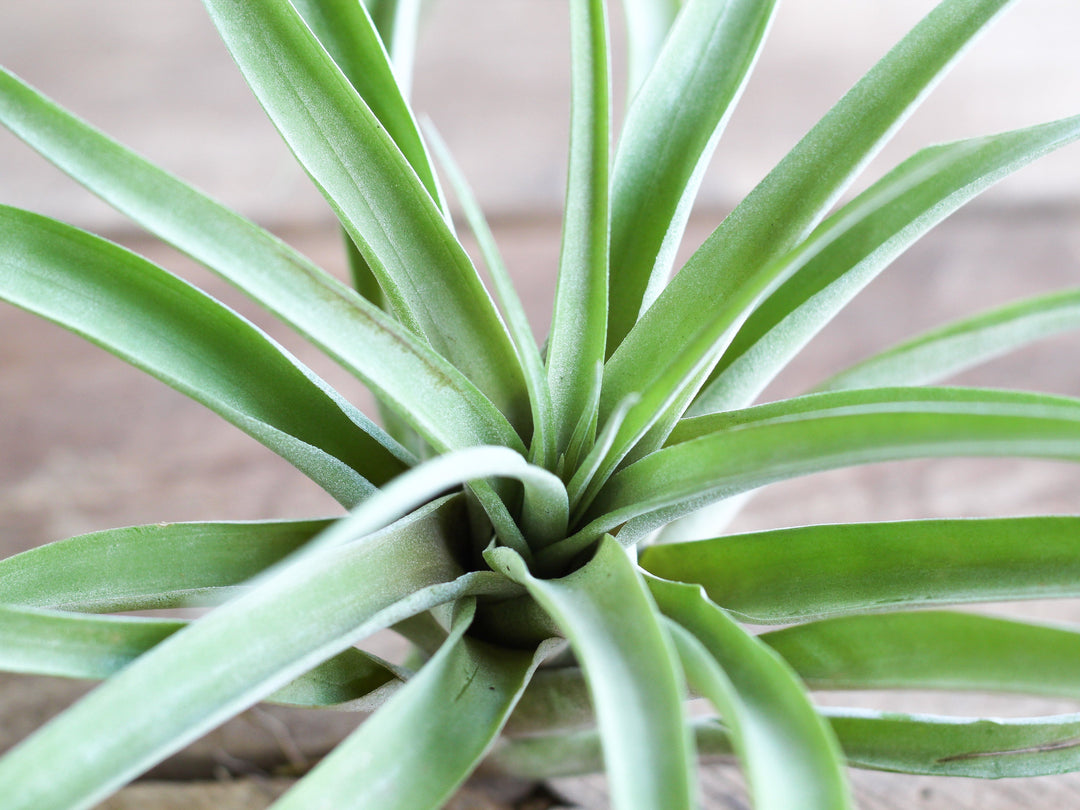Tillandsia Capitata Peach Air Plant