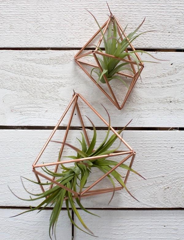 Tillandsia Air Plants in Copper plant holders 