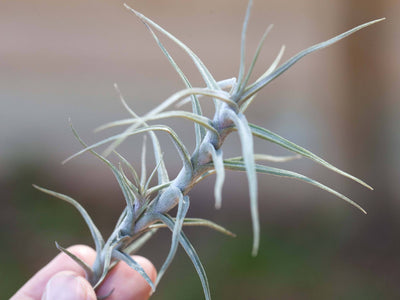 Drought-Tolerant Tillandsia: The Best Air Plants For Drier Climates