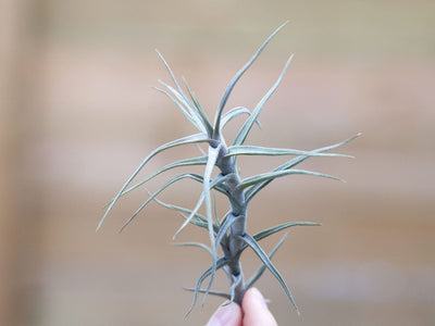 Tillandsia Spotlight: Diaguitensis