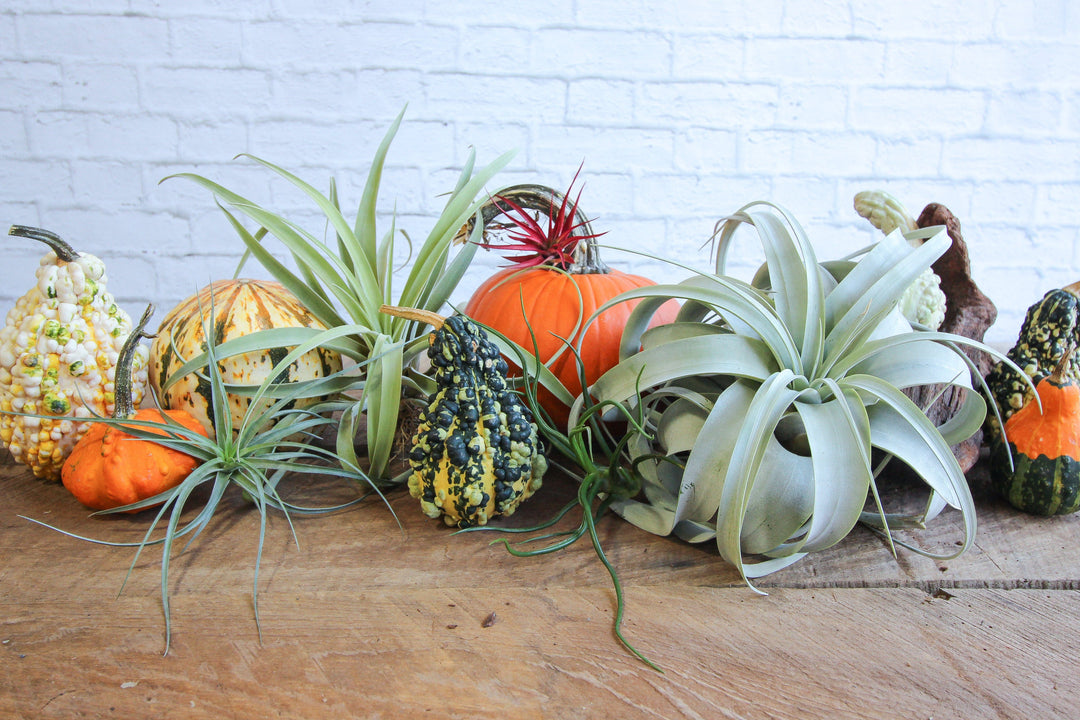 Fall Decor with Tillandsia Air Plants