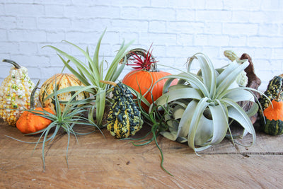 Fall Decorating With Air Plants
