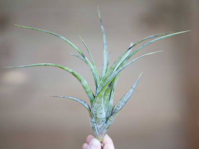 Tillandsia Spotlight: Flexuosa Southern Range