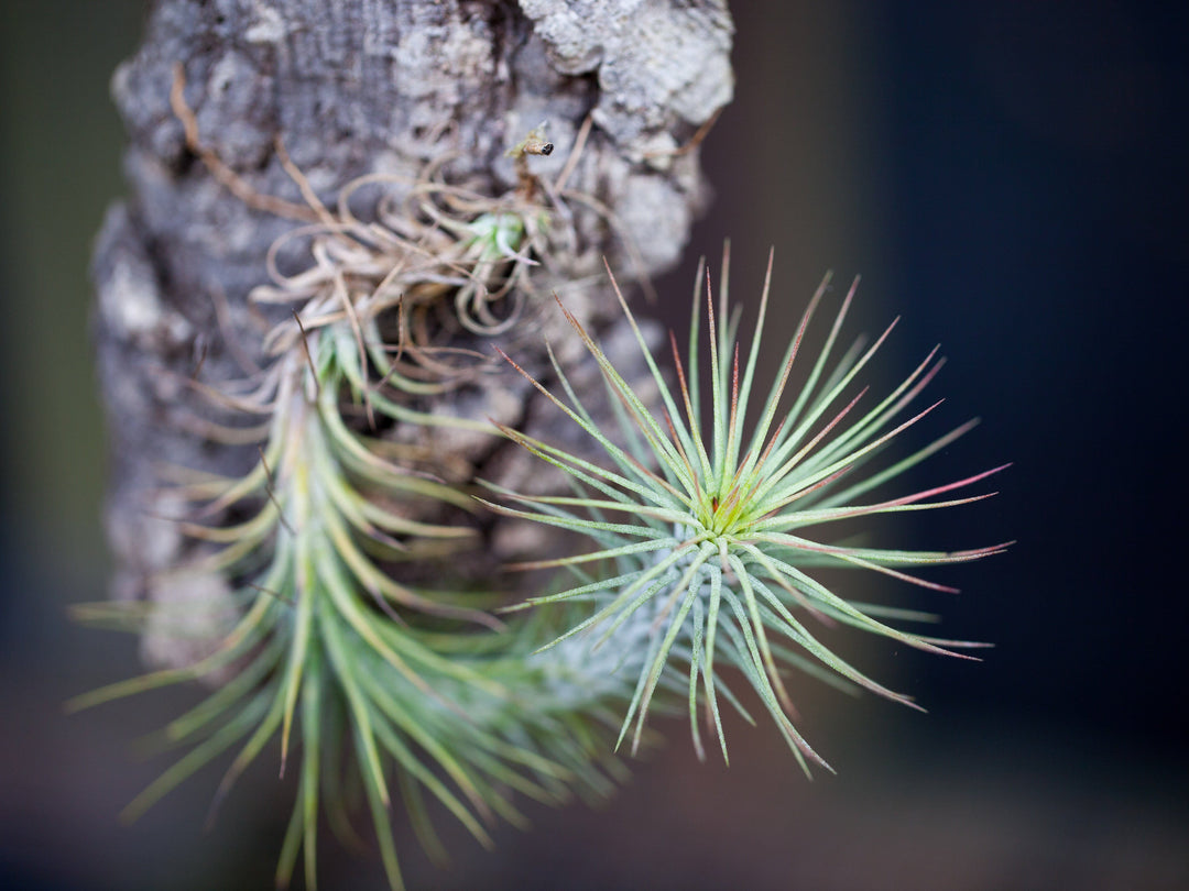 tillandsia funckiana air plant 