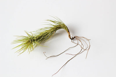 Pruning Your Air Plants