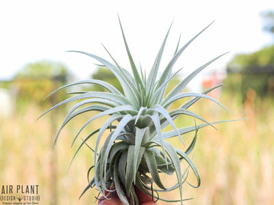 Tillandsia Spotlight: Gardneri Air Plant