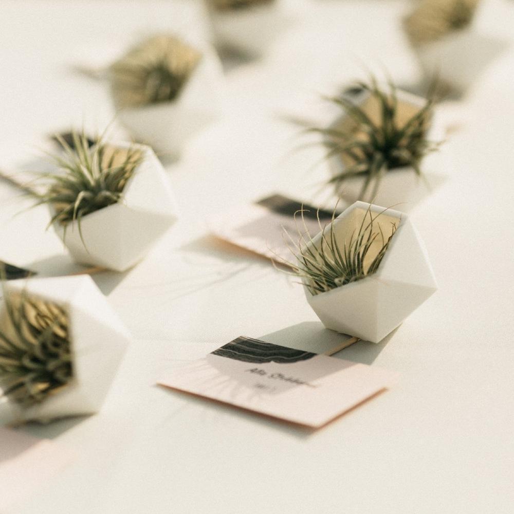Tillandsia Air Plants as wedding favors