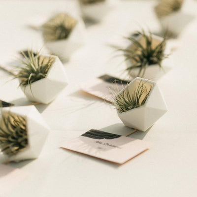 Air Plant Weddings: Favors