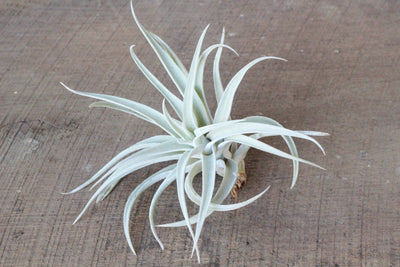 Tillandsia Spotlight: Harrisii Air Plant