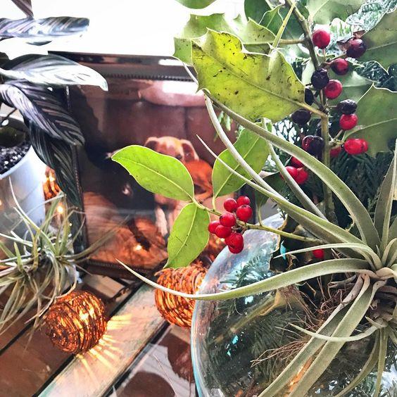 Tillandsia Air Plants as Holiday Decor