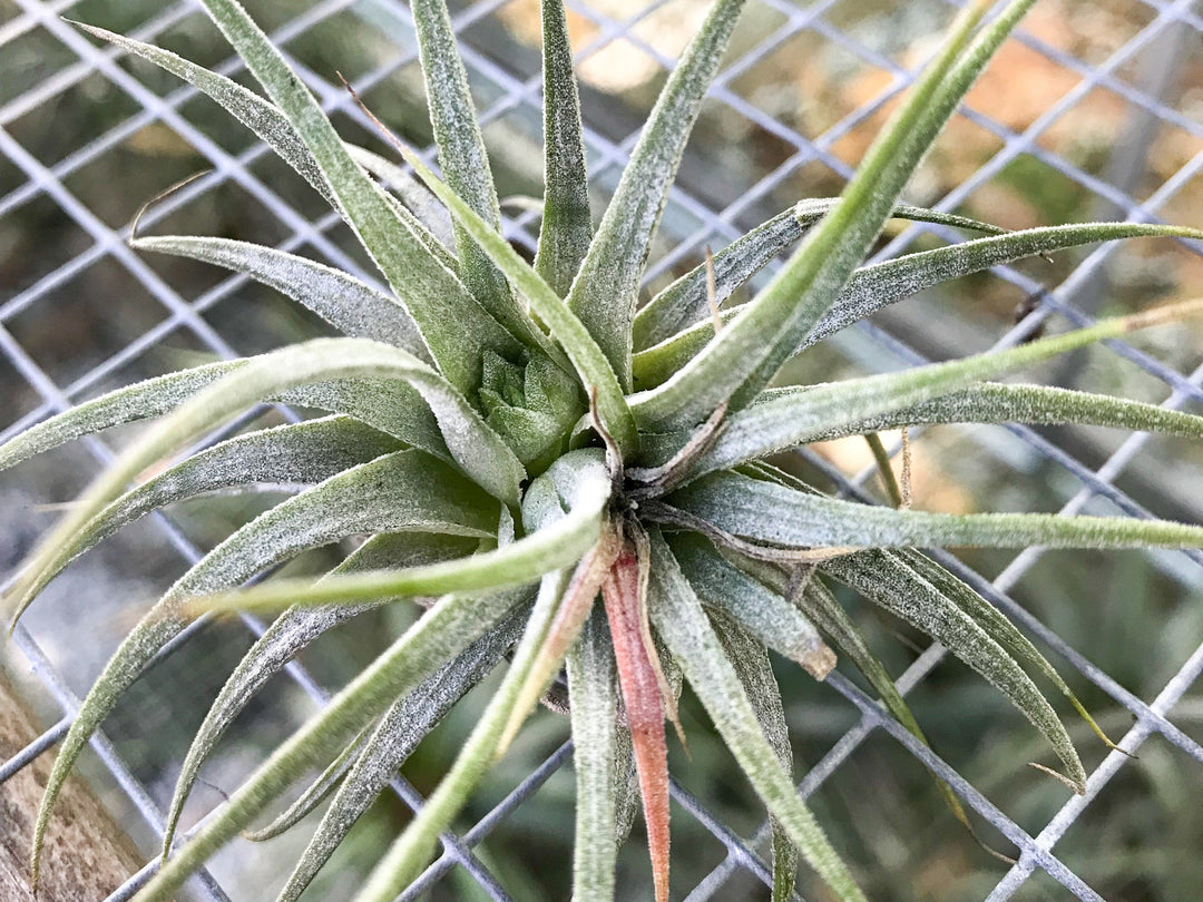 Tillandsia Air Plant with Rot