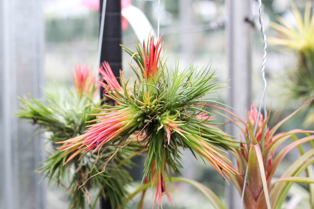 Tillandsia Ionantha Rubra Air Plants Clump
