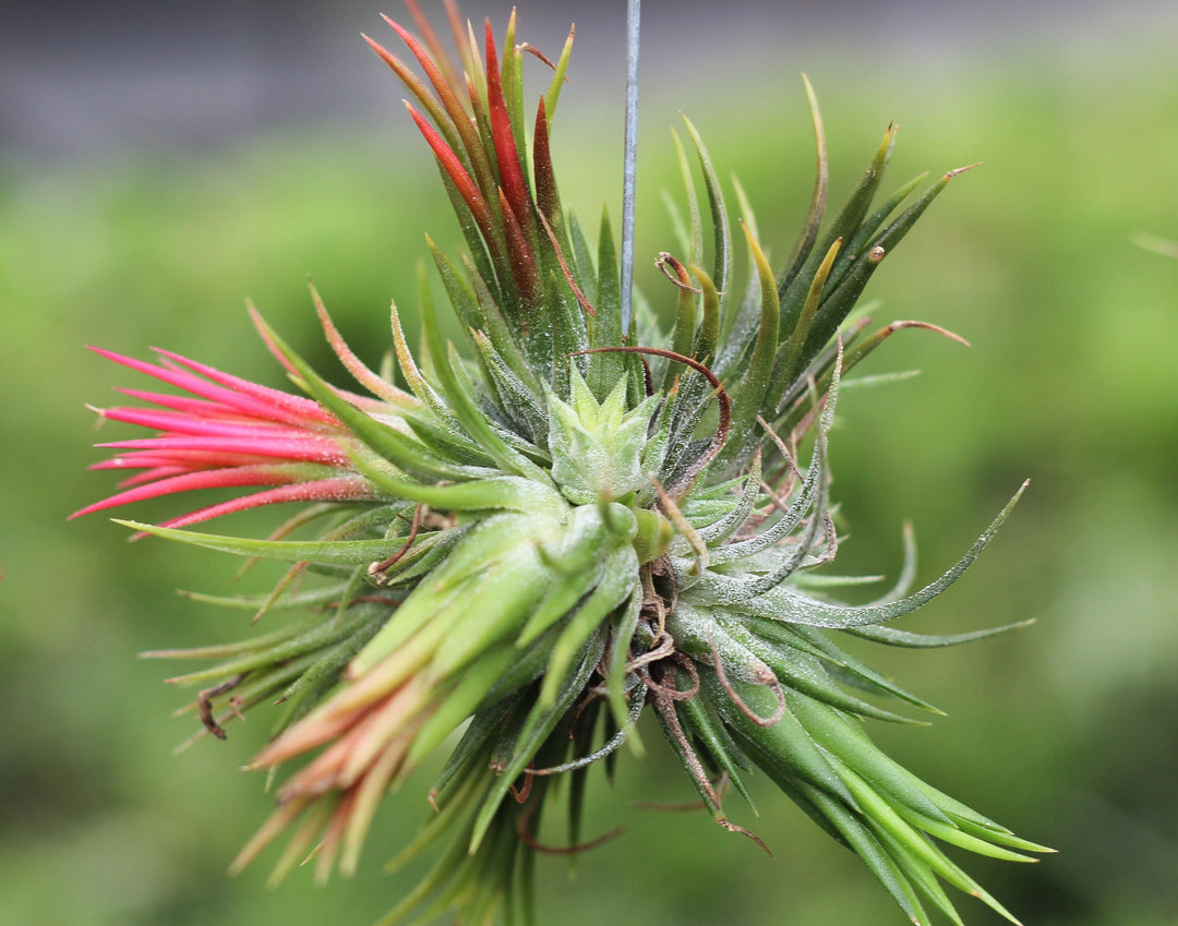Tillandsia Ionantha Rubra Air Plant Clump