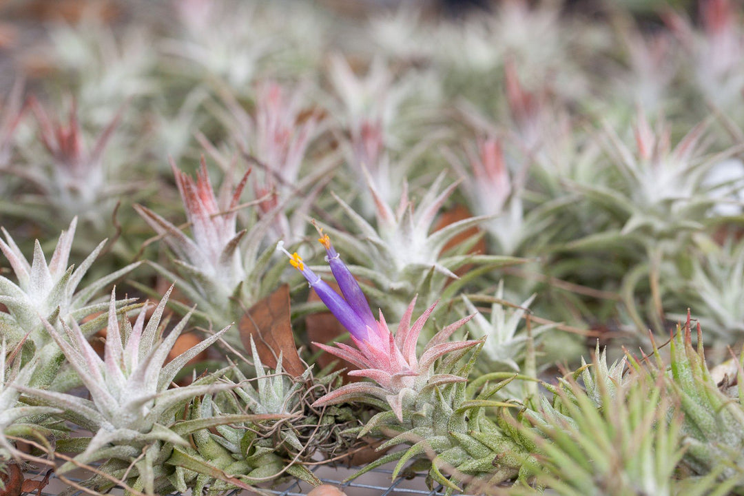 Air Plants + Air Circulation