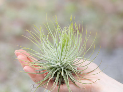 Tillandsia Spotlight: Magnusiana Air Plant