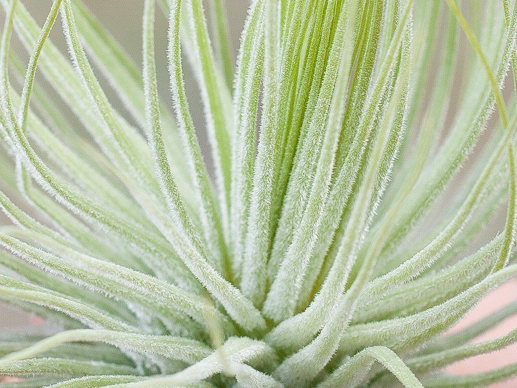 Close up of a Tillandsia Magnusiana Air Plant
