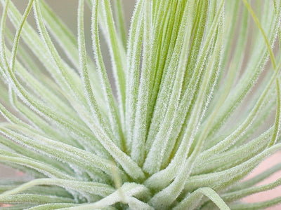 Tillandsia Trichomes-In Depth