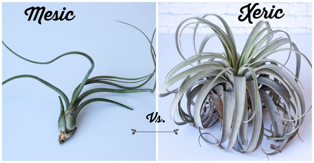 Tillandsia Baileyi and Xerographica Air Plants