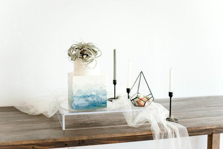 Tillandsia Air Plants