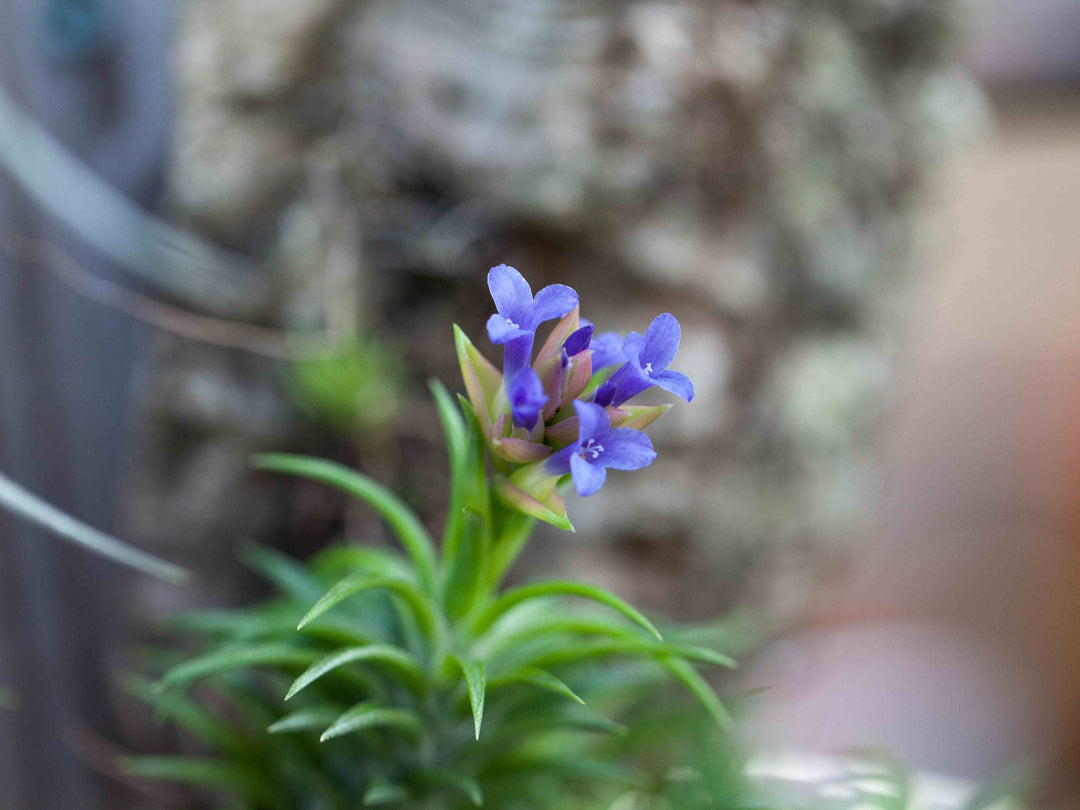 tillandsia neglecta air plant in bloom 