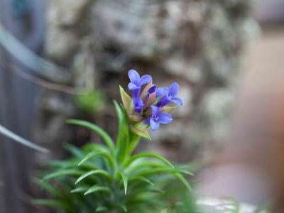 The Air Plant Blooming Process: After the Bloom